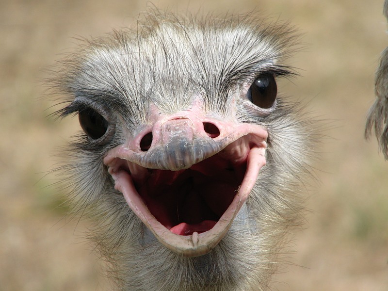 Struthio camelus 1.jpg