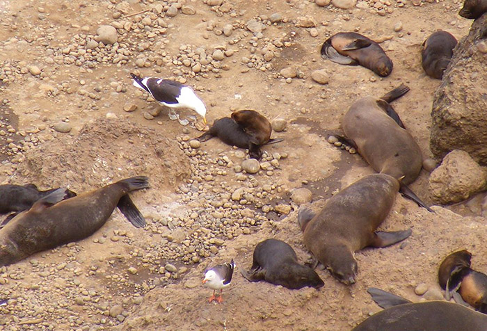 Guafo-seagull-seal.jpg