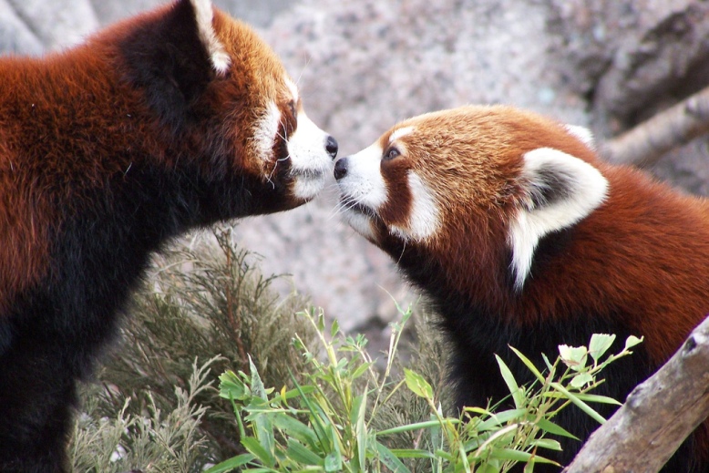 Ailurus fulgens 5.jpg