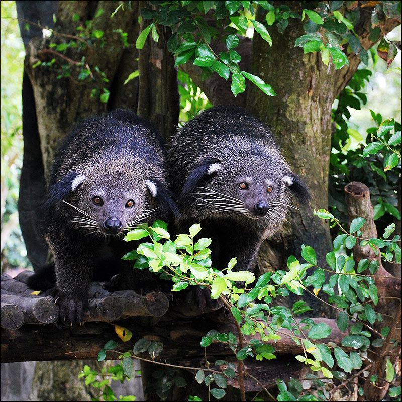 Arctictis binturong 8.jpg