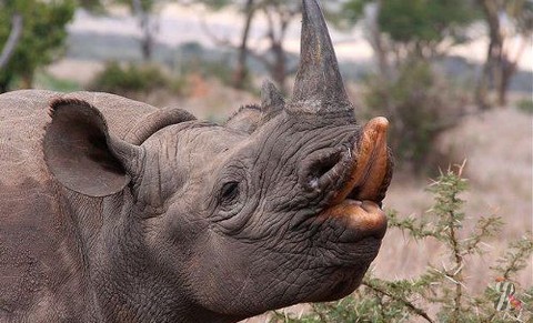 Diceros bicornis 4.jpg