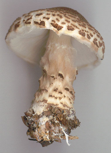 Lepiota brunneoincarnata.jpg