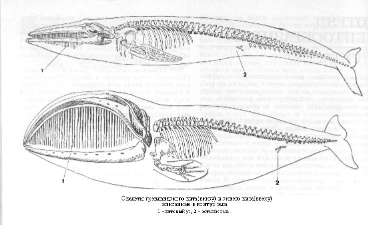 Cetacea 2.jpg