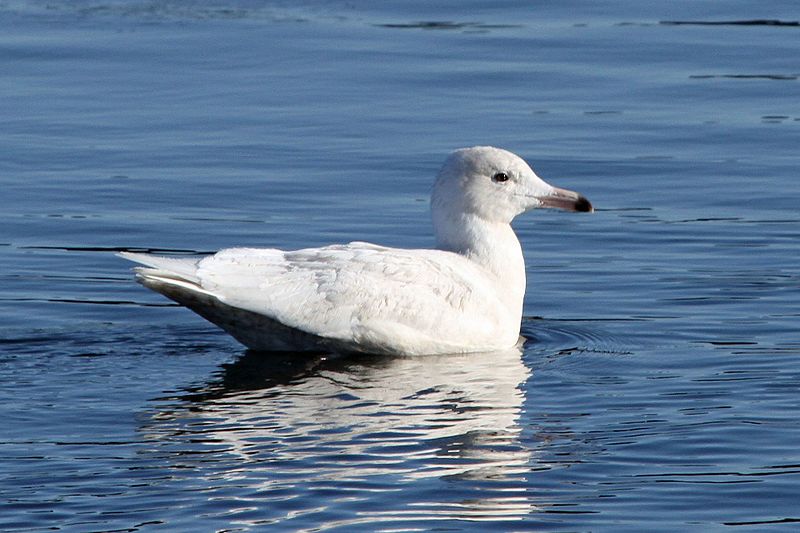 Glaucous Gull - Flickr - GregTheBusker.jpg