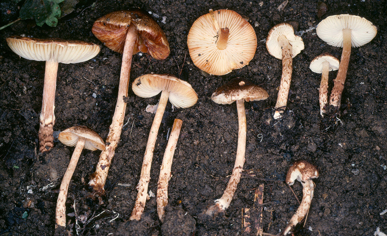 Lepiota castanea 4.jpg