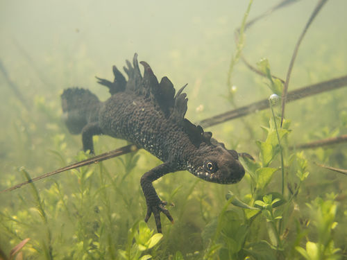 Самец гребенчатого тритона.jpg