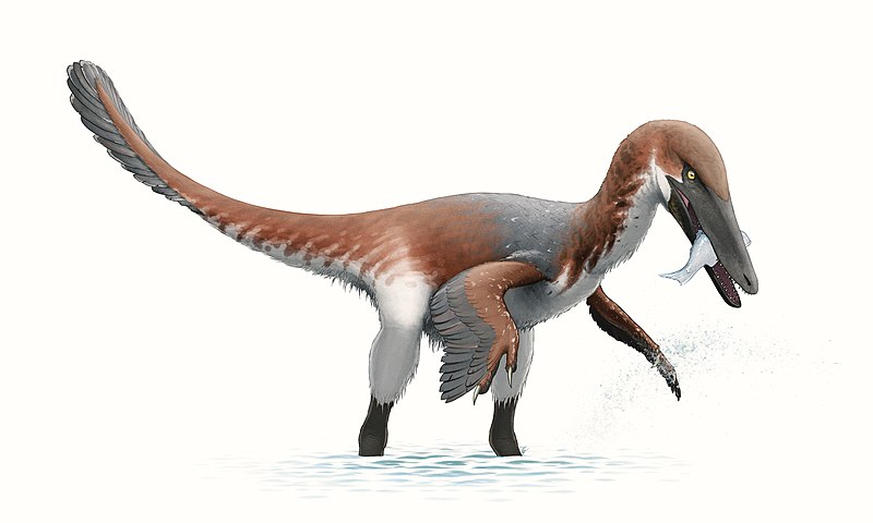 Austroraptor Reconstruction.jpg