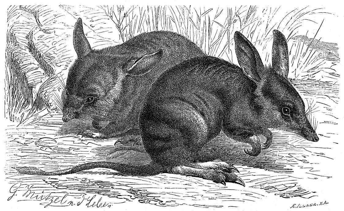 Peramelemorphia 5.jpg