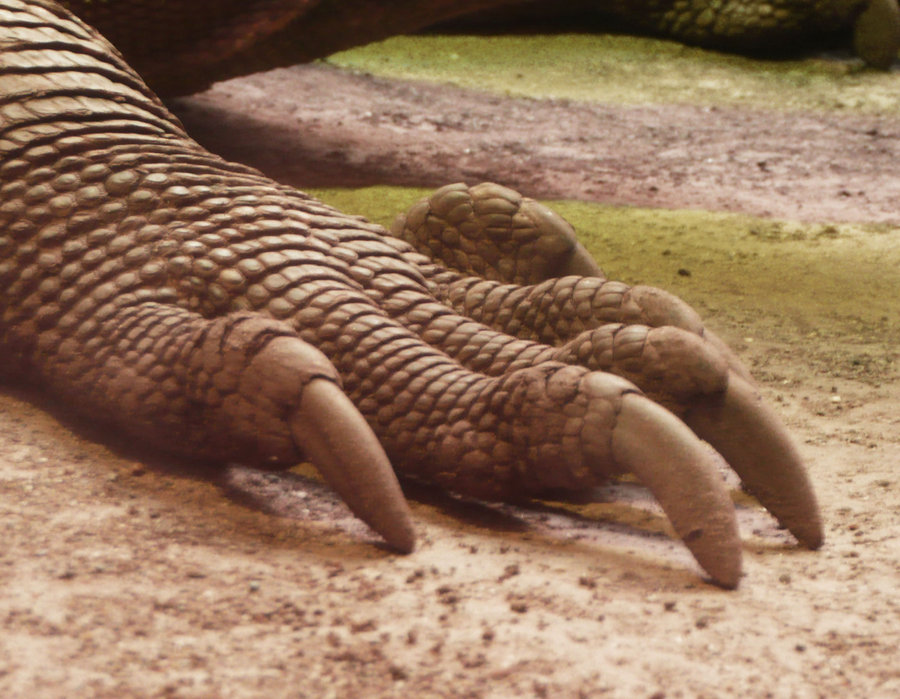 Varanus komodoensis 12.jpg