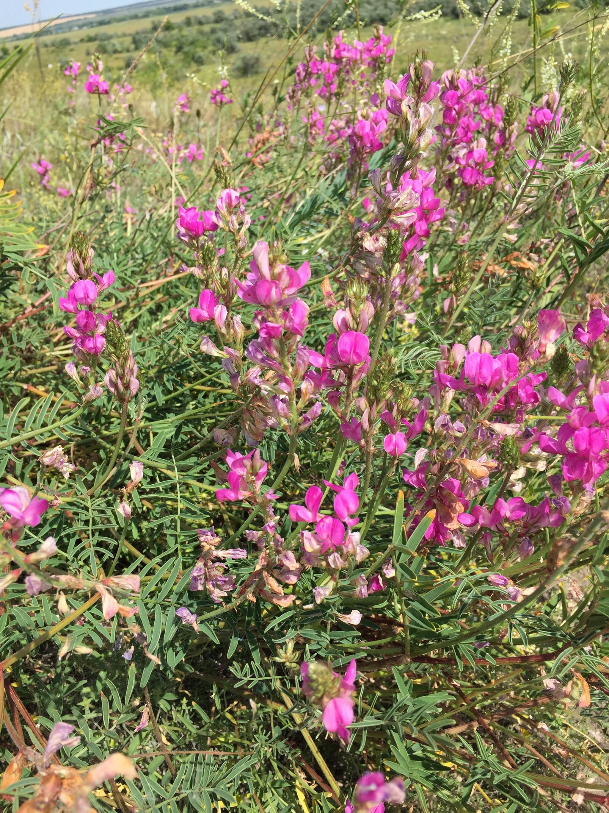 Копеечник украинский