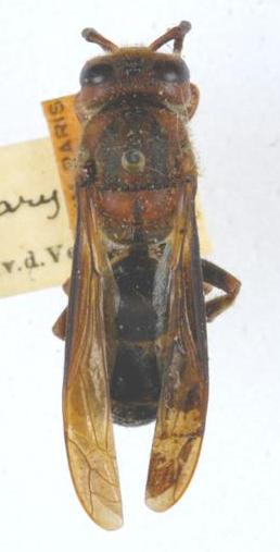 Vespa mocsaryana.JPG