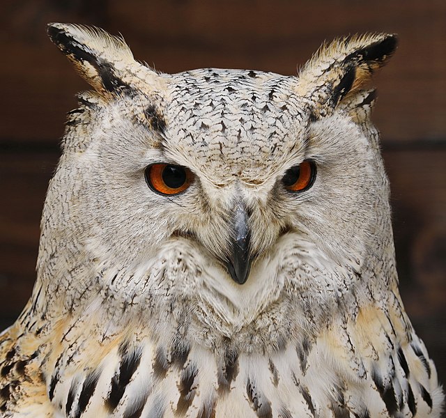 Vogelflugschau. Schloß Augustusburg. 2H1A8762ОВ.jpg