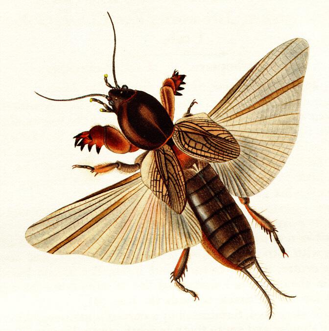 Gryllotalpidae.jpg