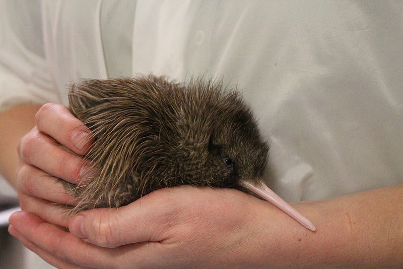 West Coast Wildlife Centre Chopper, Haast tokoeka • MRD.jpg