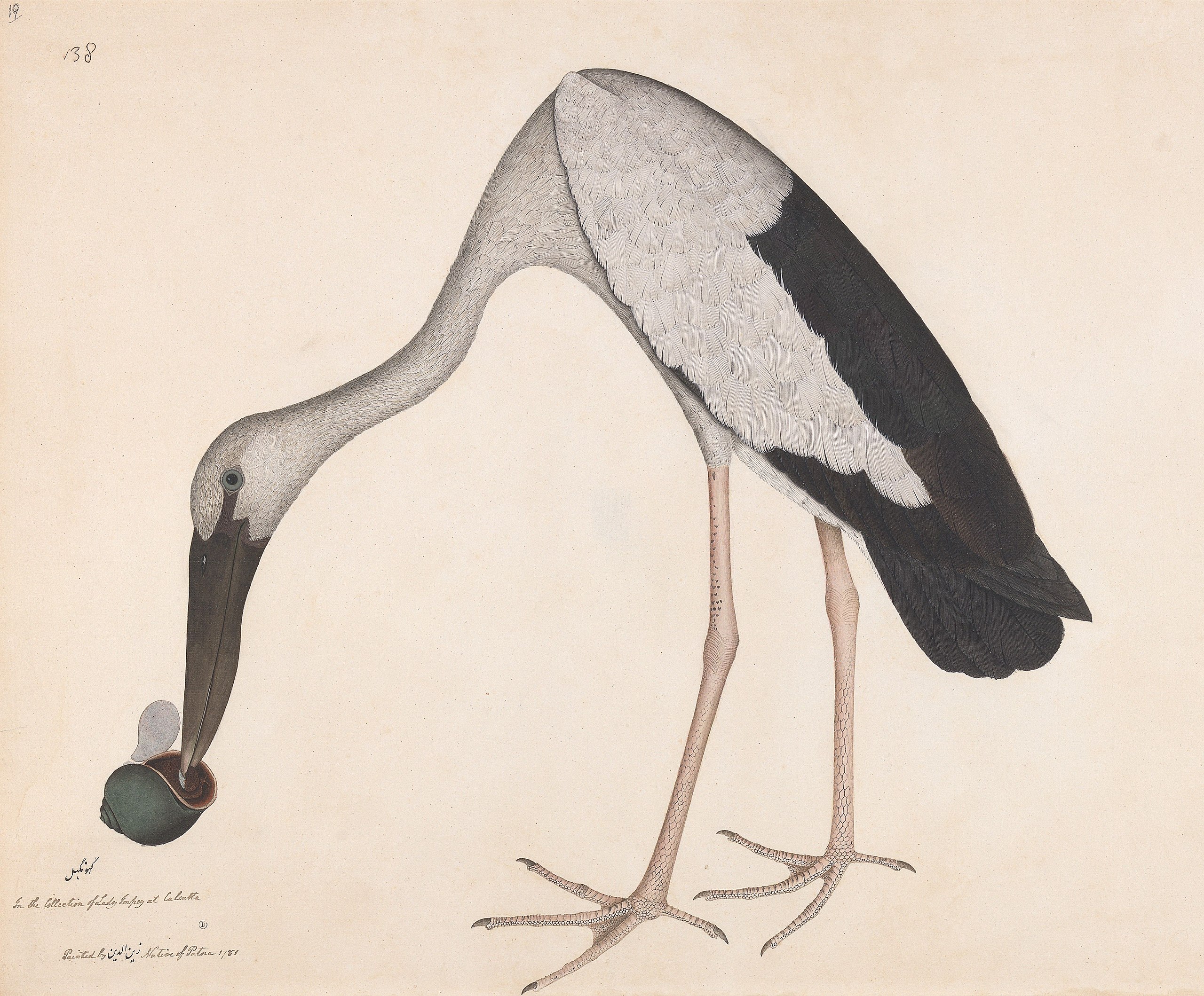 Индийский аист-разиня с улиткой