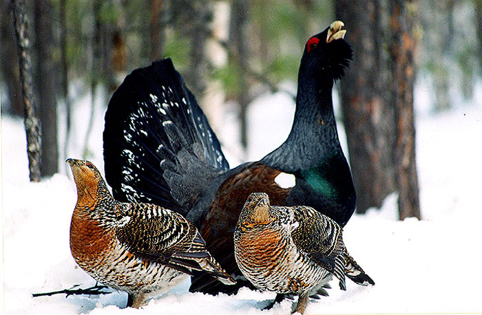 Tetrao urogallus.jpg