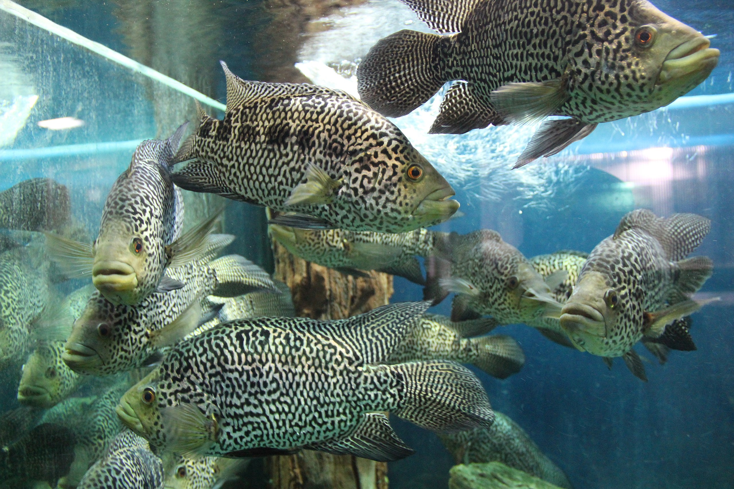 Дружный коллектив. Севастопольский аквариум. Крым. Россия. Май 2015 - panoramio.jpg