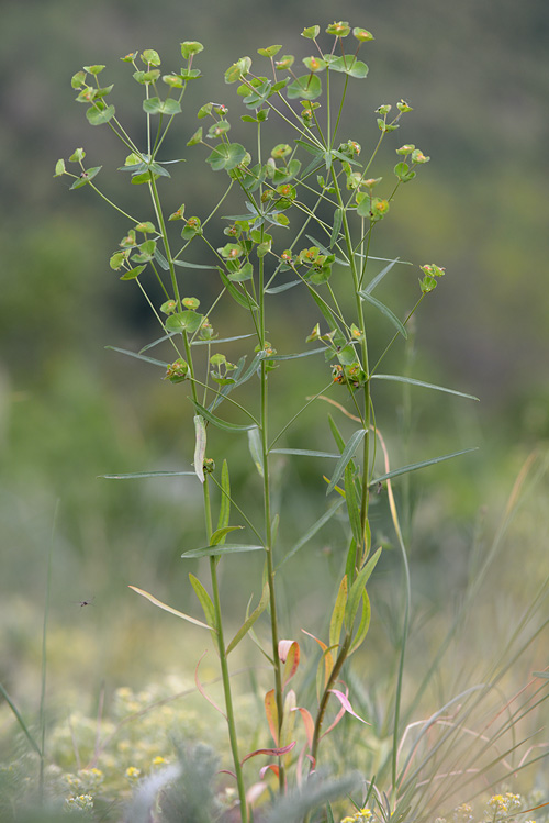 Молочай жигулевский