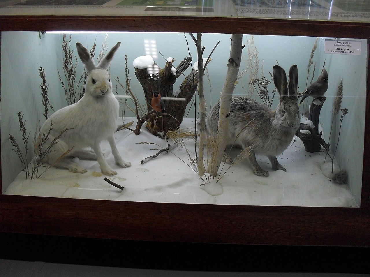 Зайцы