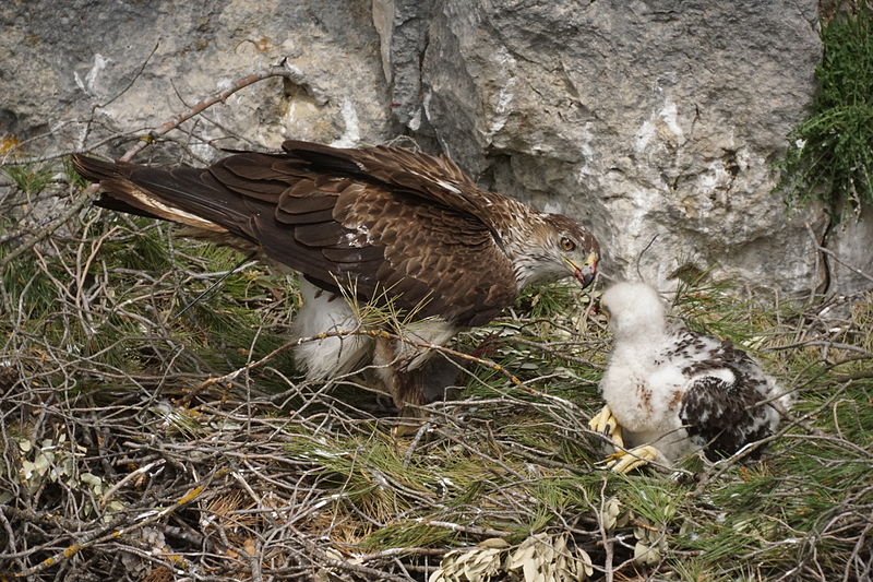 Aquila fasciata.JPG