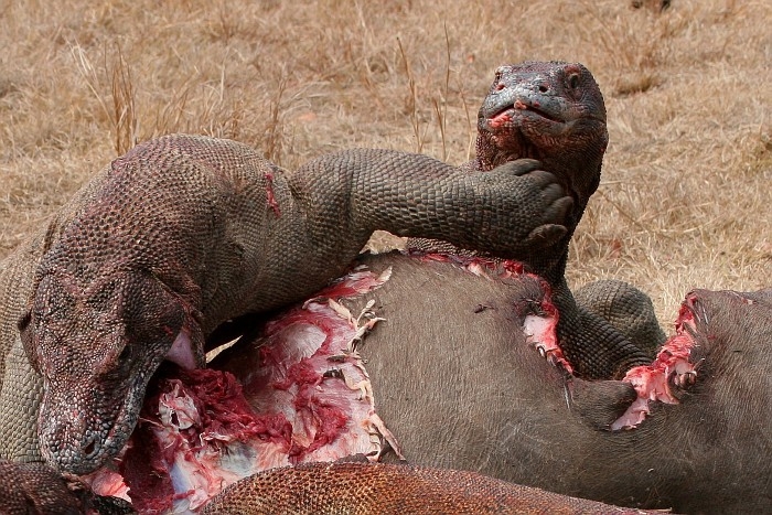 Varanus komodoensis 9.jpeg