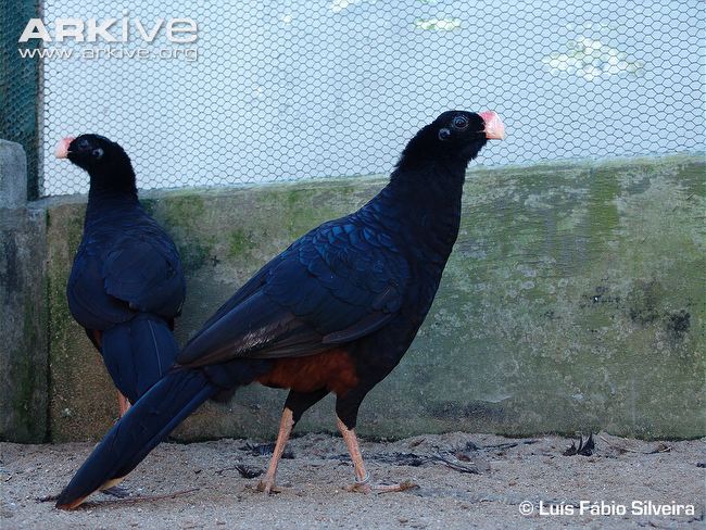 Alagoas-curassow-captive-population.jpg