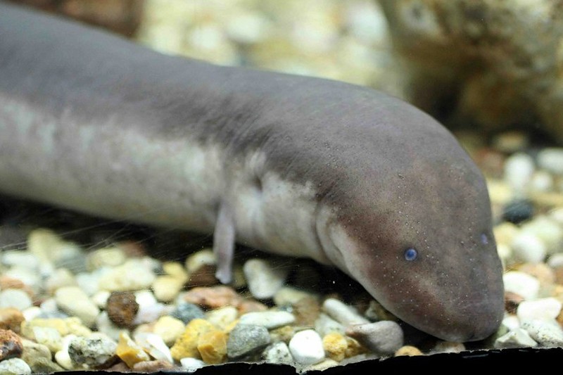 Амфиума в аквариуме.jpg