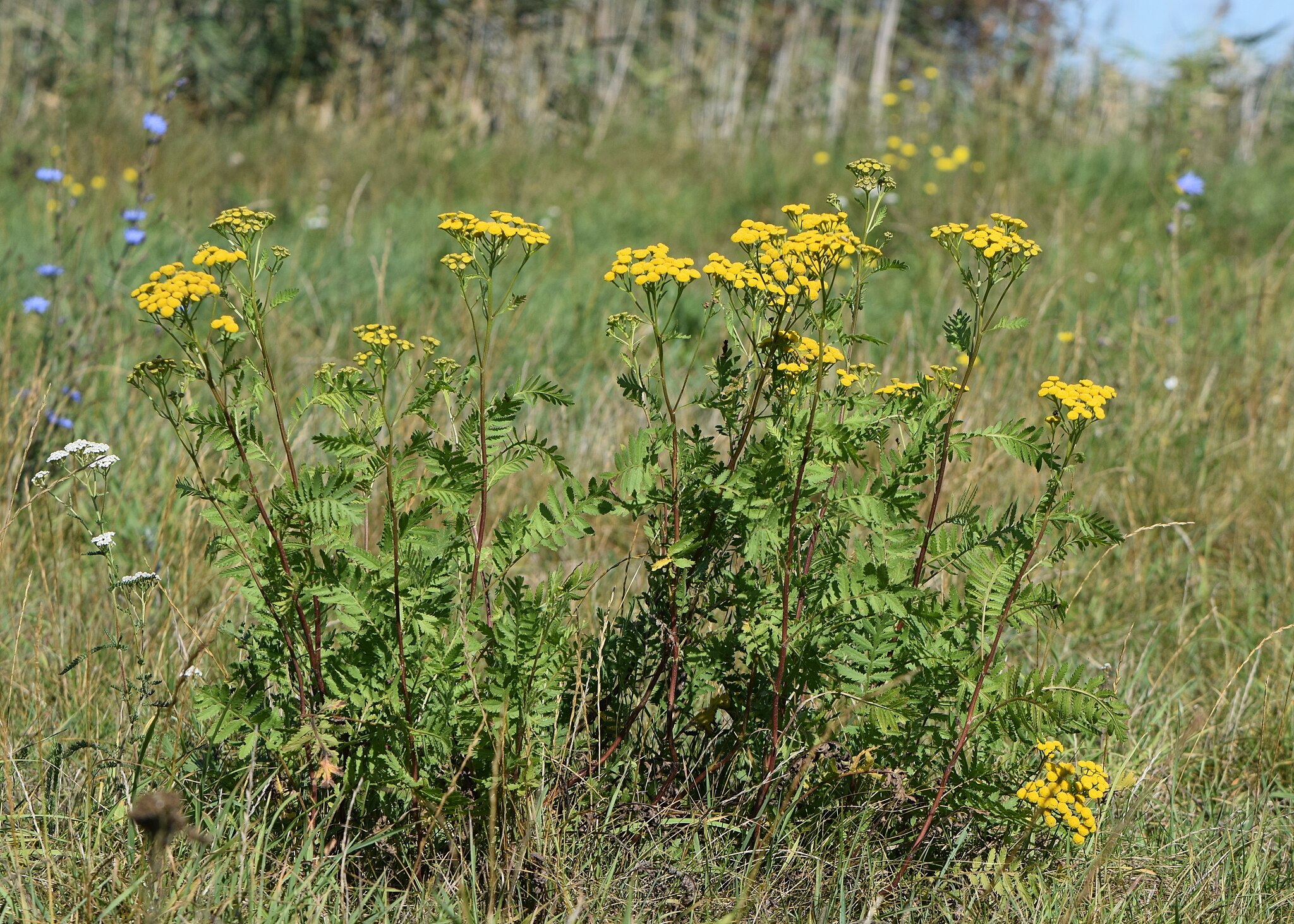 Пижма обыкновенная