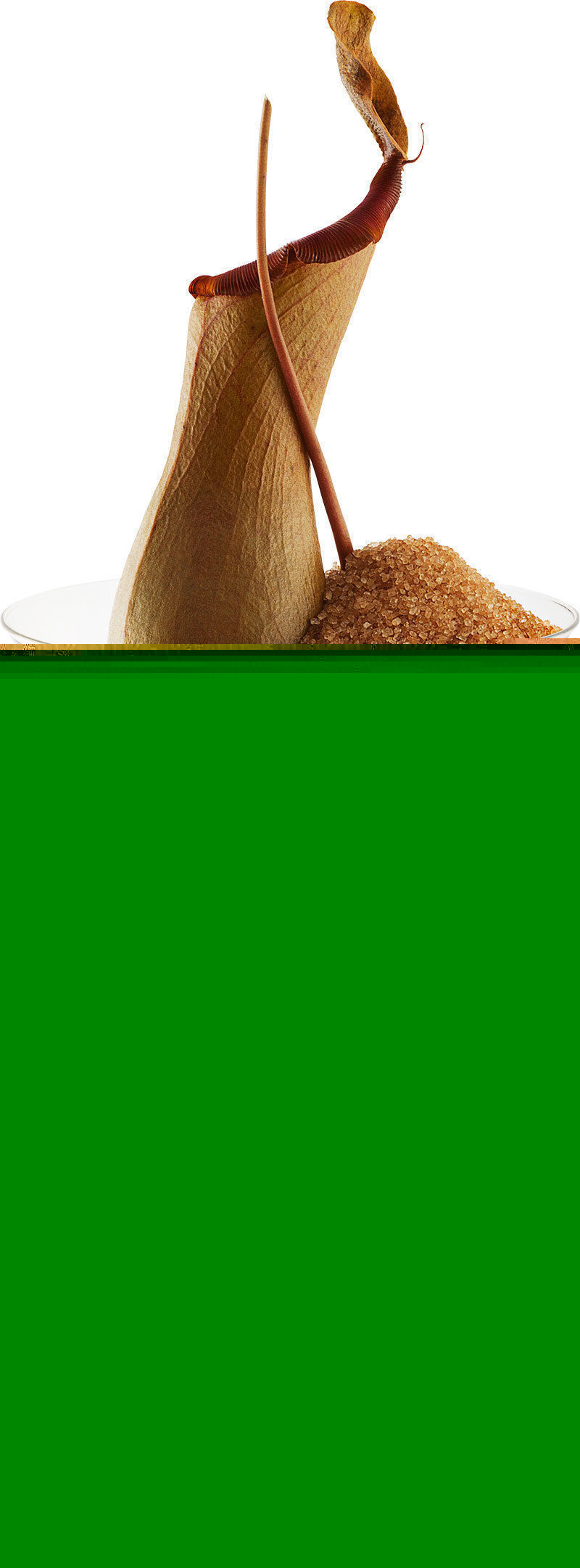 Файл:Карнивор (коктейль).jpg