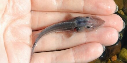 Молодь стерляди