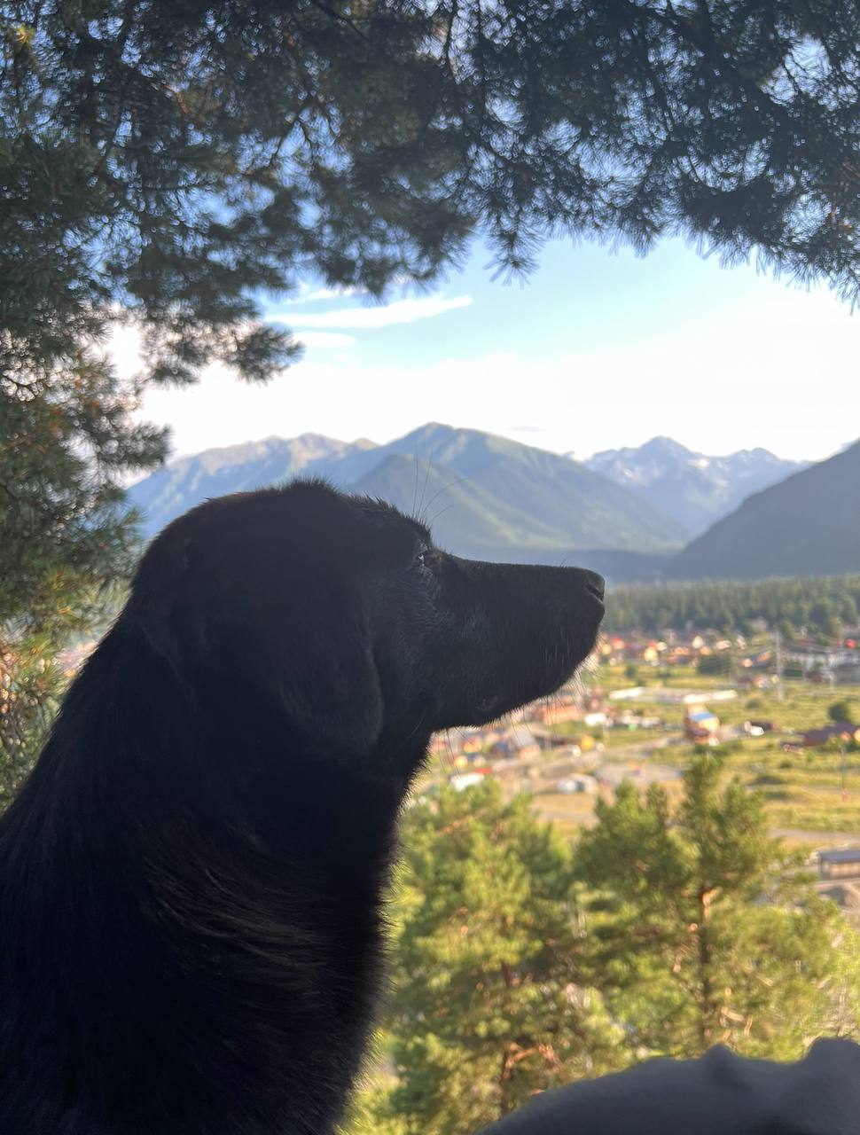 Собака на Кавказе