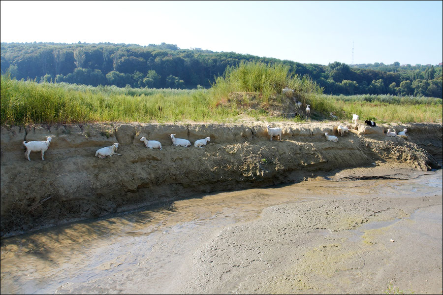 2008 год. Козы вместо озера