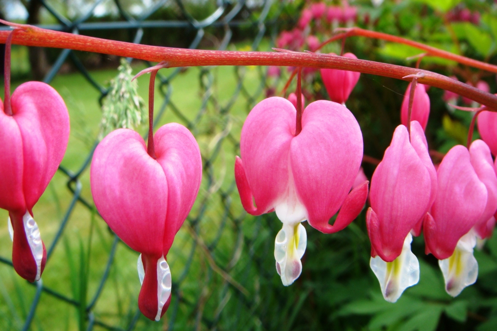 Разбитое сердце.jpg