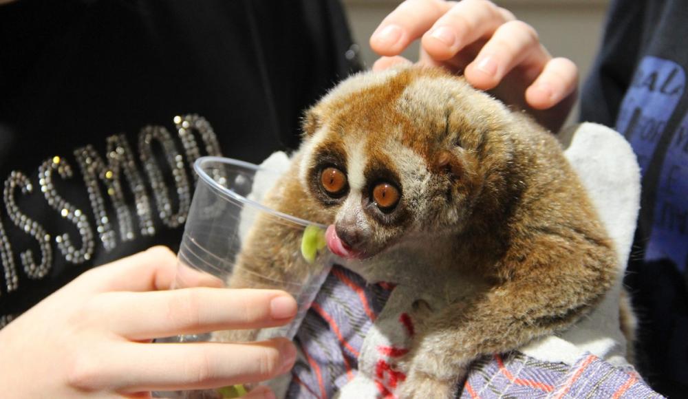 Орден Слона и Кота