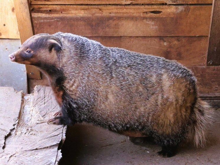 Барсук перед спячкой
