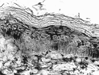 Срез вертикальный.