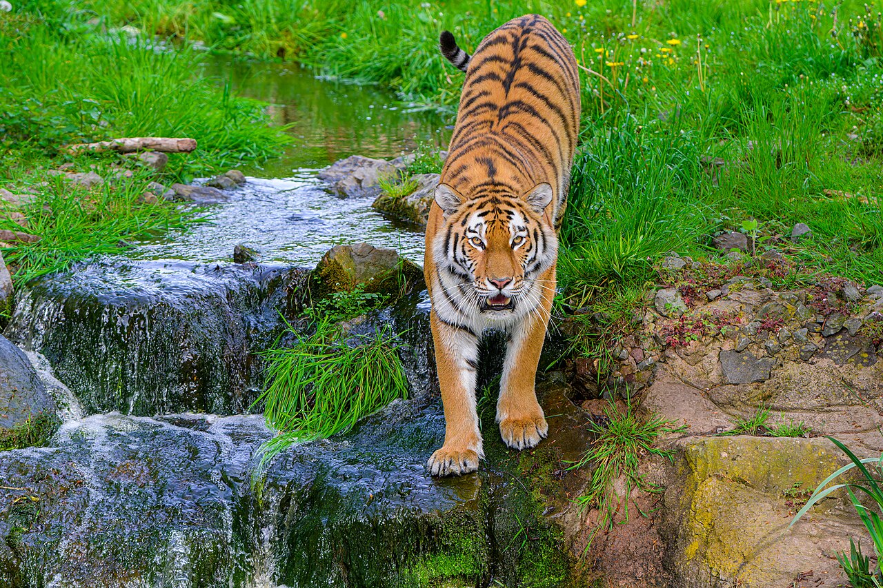 Siberian Tiger - 53008083142 2.jpg