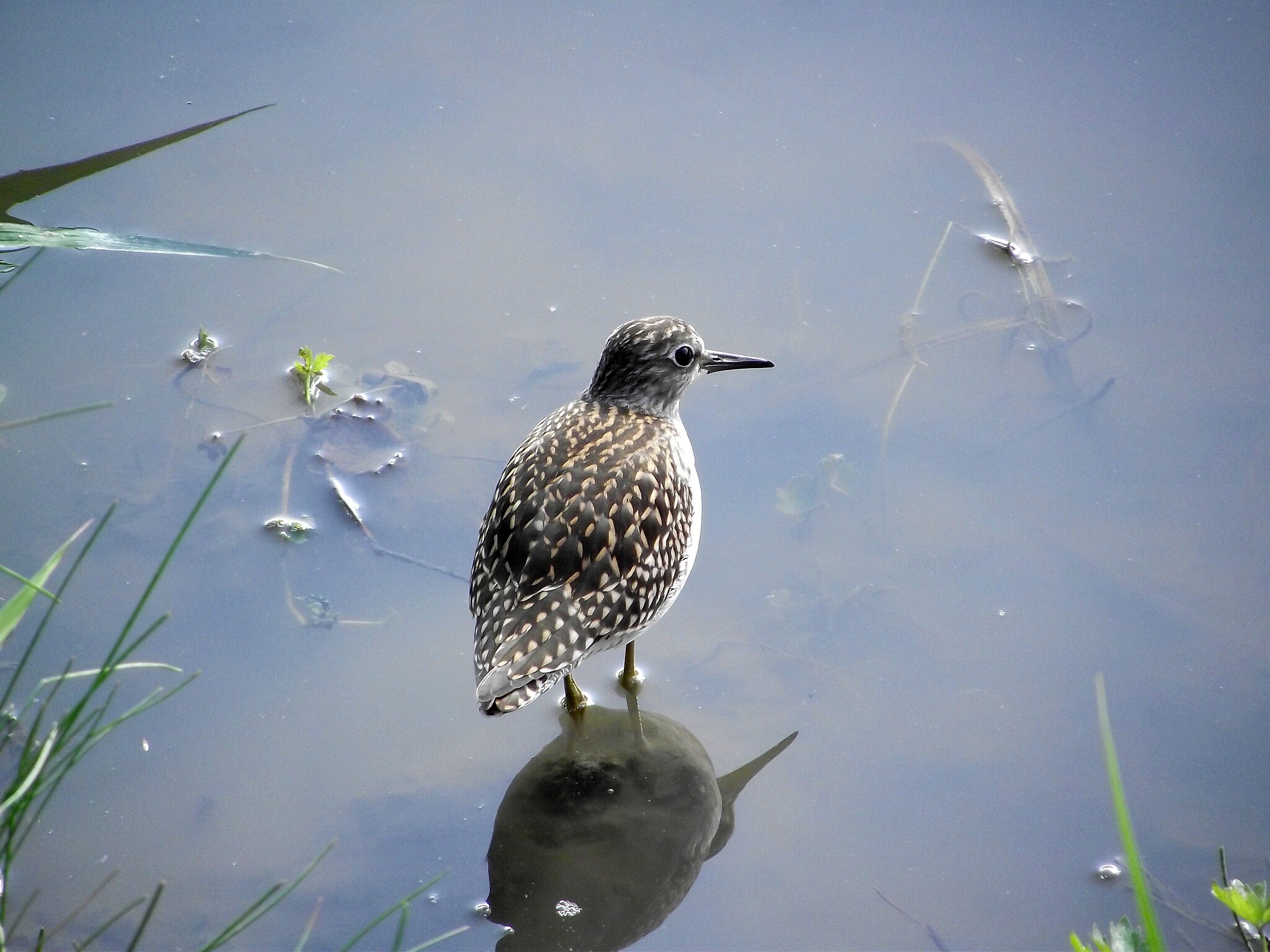 Кулик Фифи, природный парк «Река Чусовая», Свердловская область