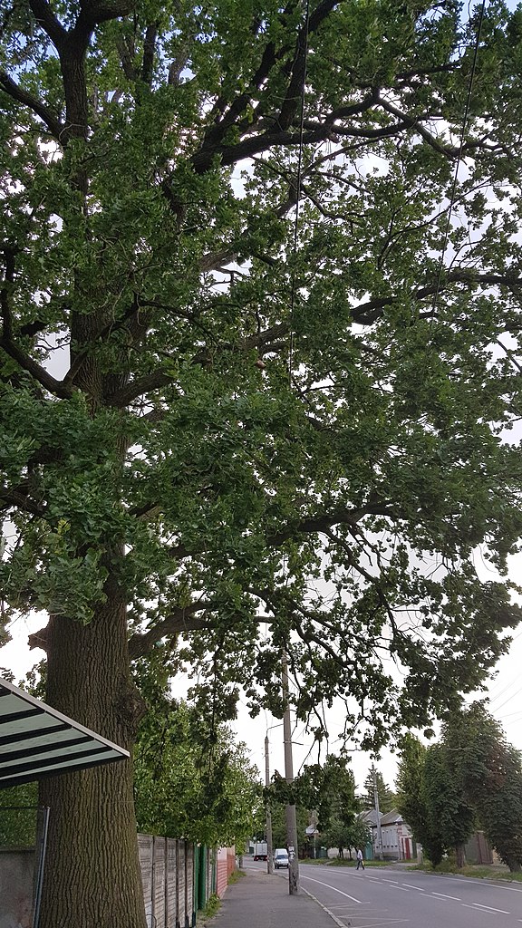 Файл:Многовековой дуб (улица Толстого).JPG