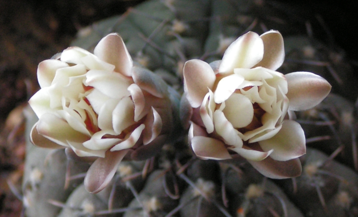 Gymnocalycium stellatum flowers.jpg