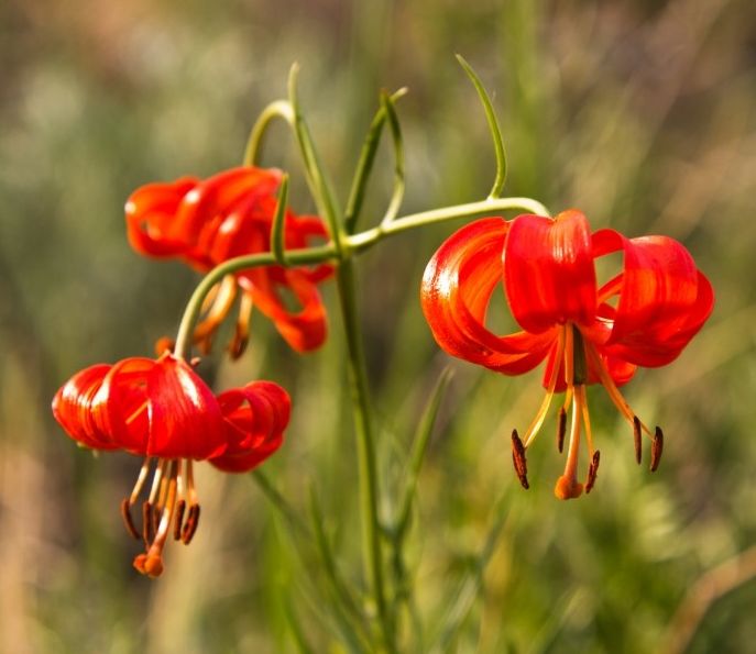 Вечная Слава Героям — партизанам Сучана!