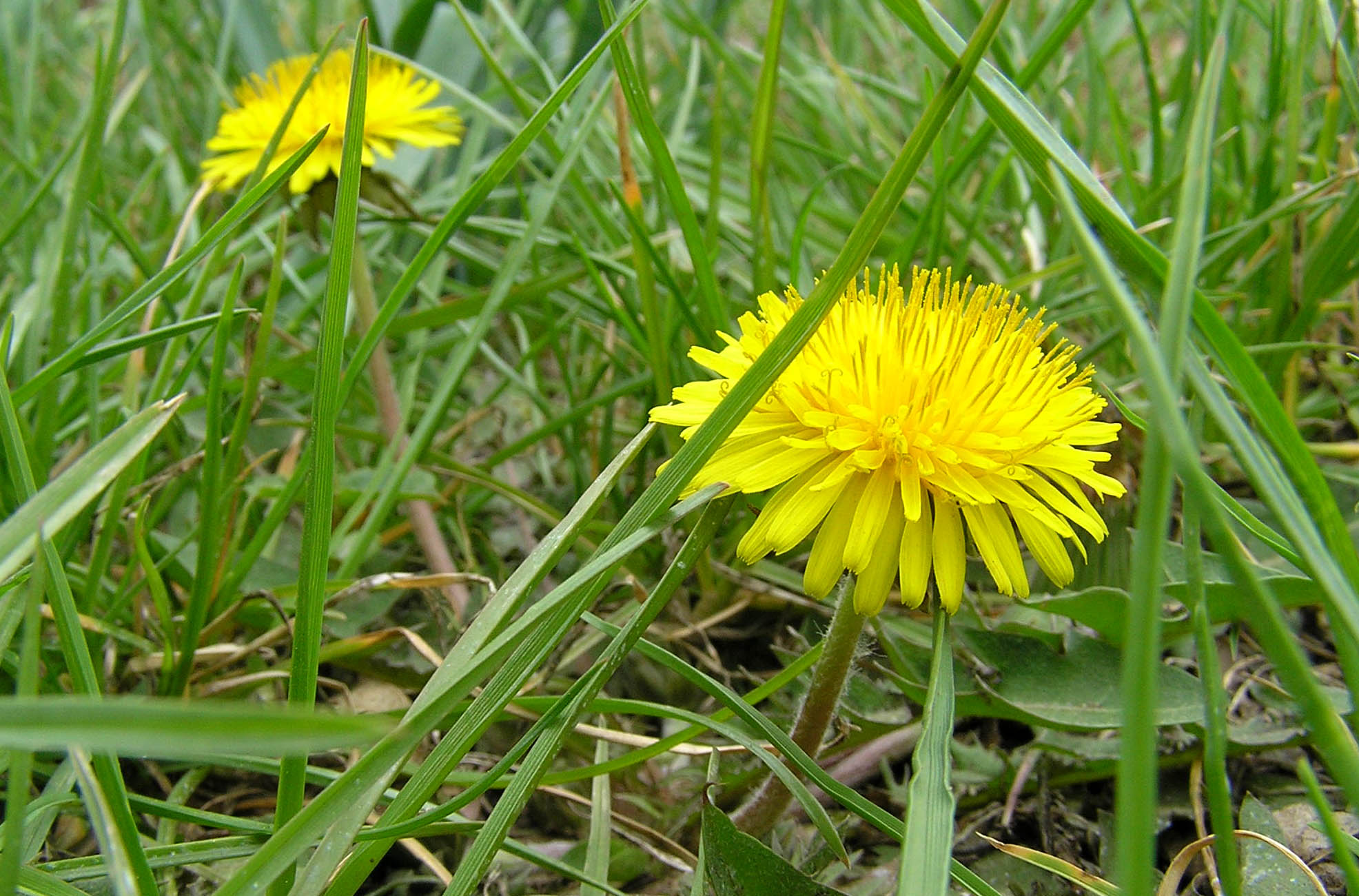 Файл:Одуванчик, Кавказ.jpg