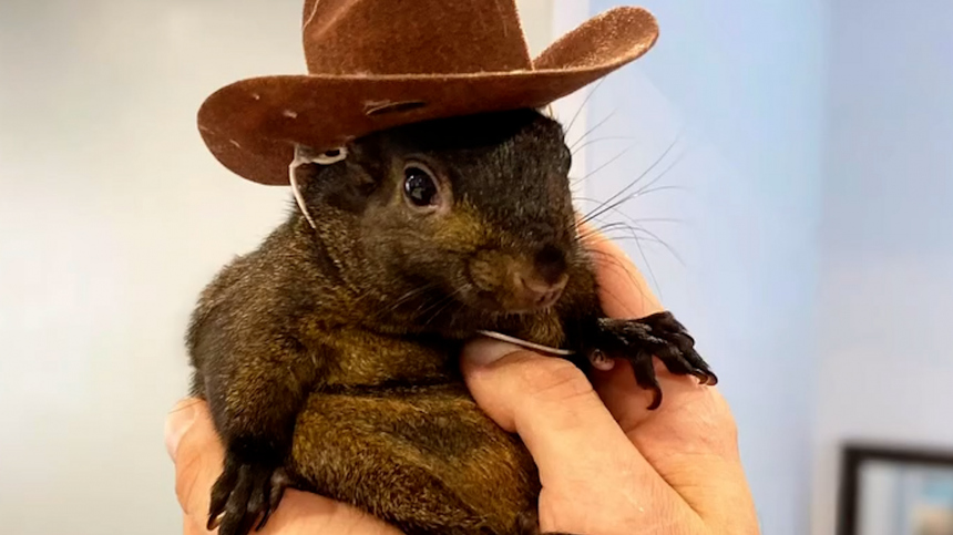 Файл:Белка Арахис.jpg