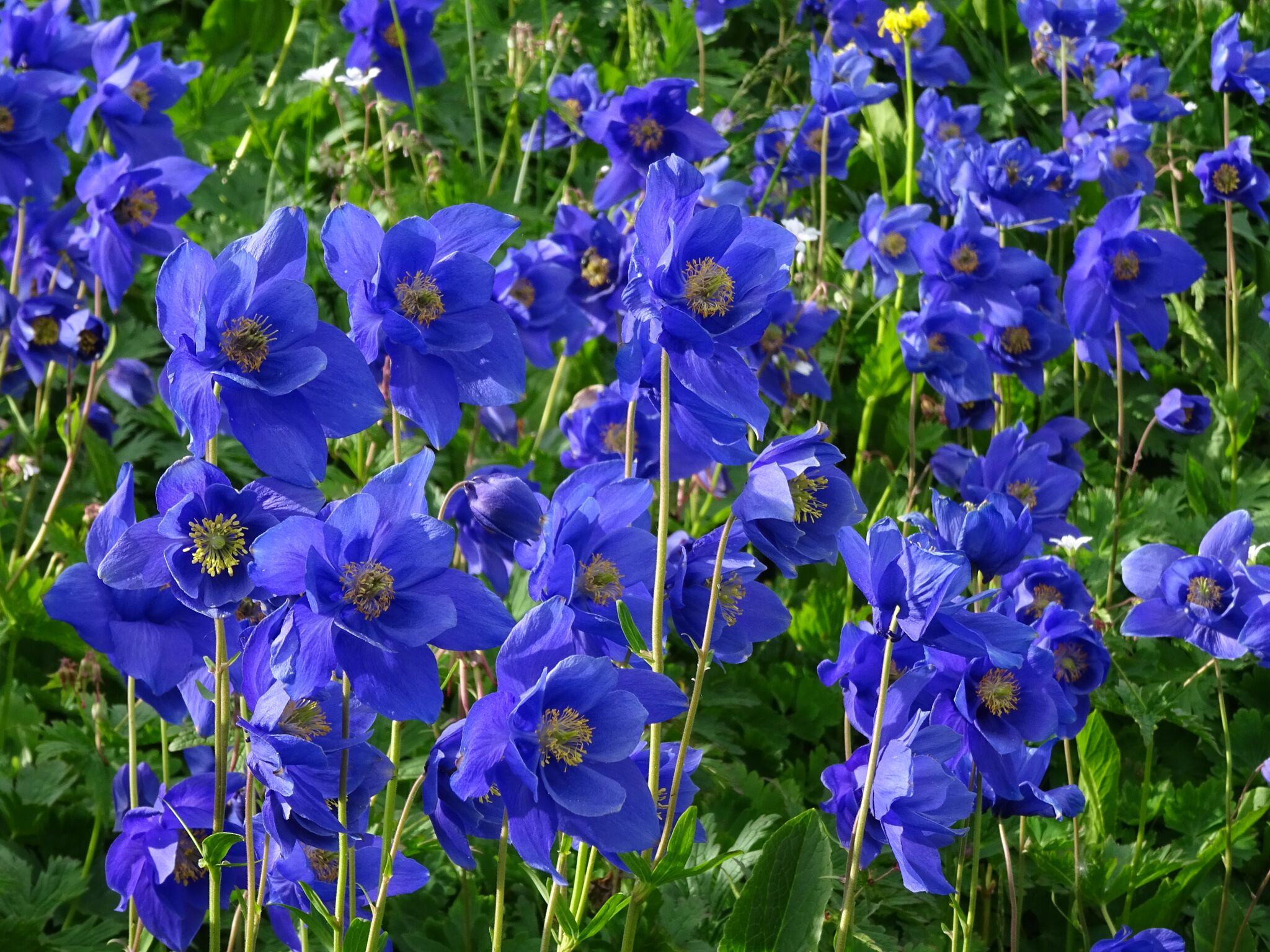 Маршрут 77. Горный Алтай. Водосборы