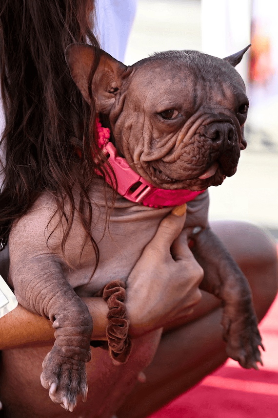 Файл:Petunia the bulldog 2025 World’s Ugliest Dog Contest winner.jpg