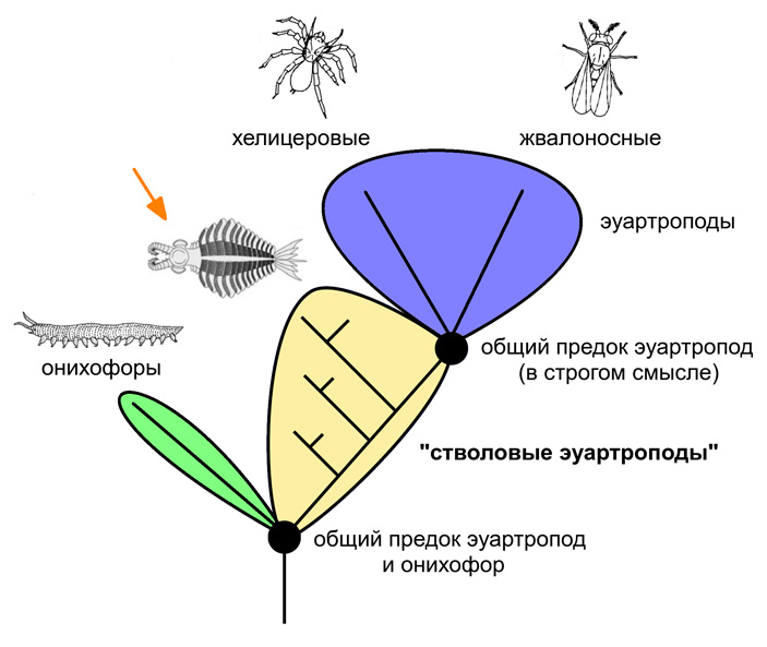 Early fossil record of euarthropoda 2 703.jpg
