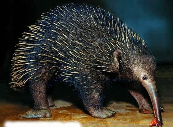 Proechidna.jpg