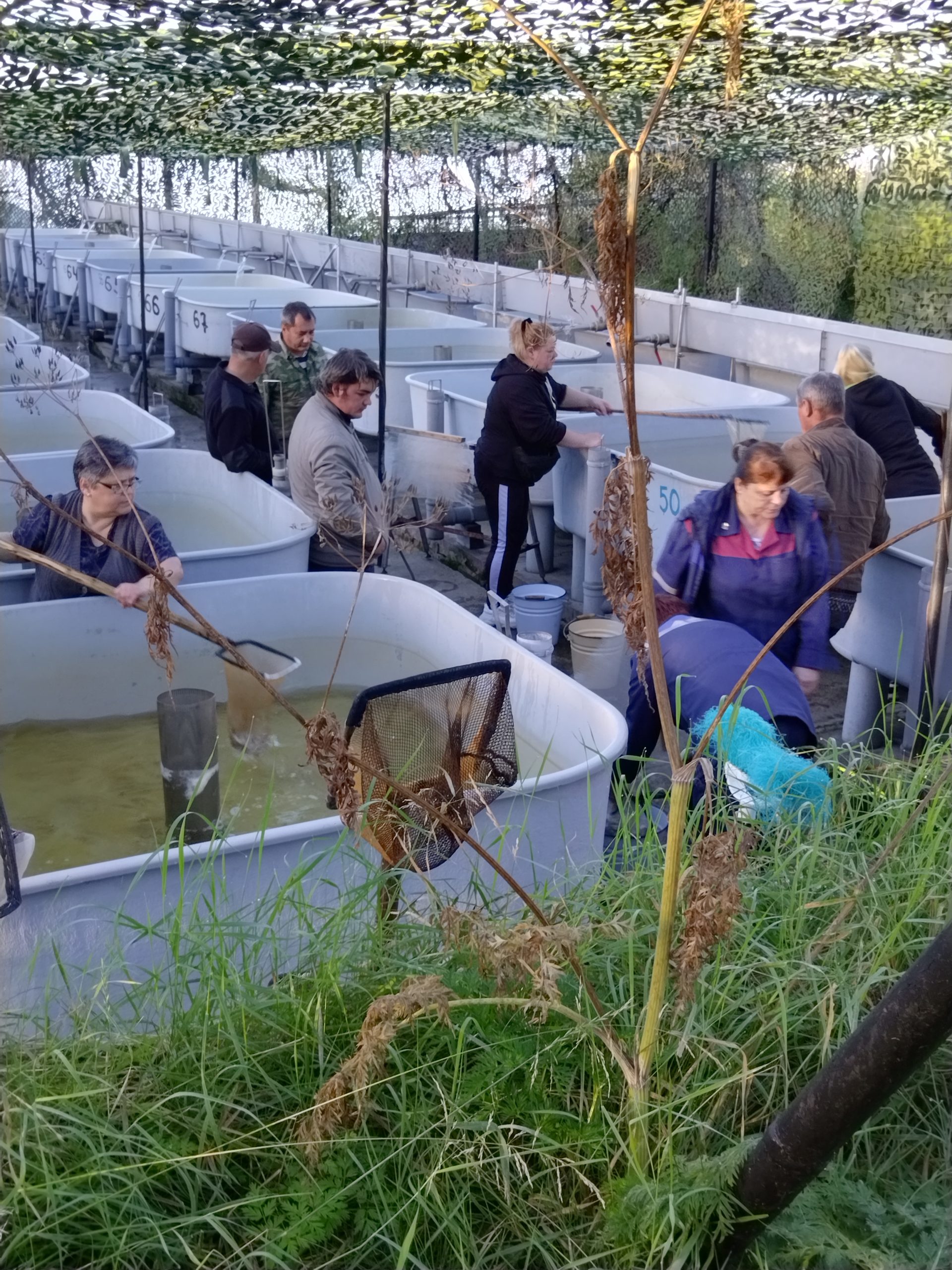 Княжегубский рыбоводный завод