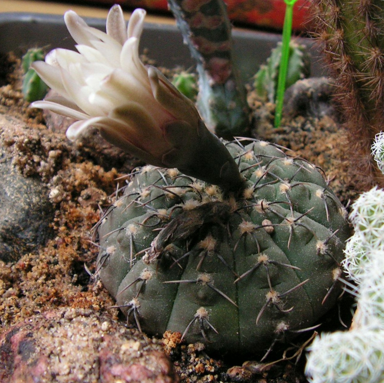 Gymnocalycium stellatum.jpg