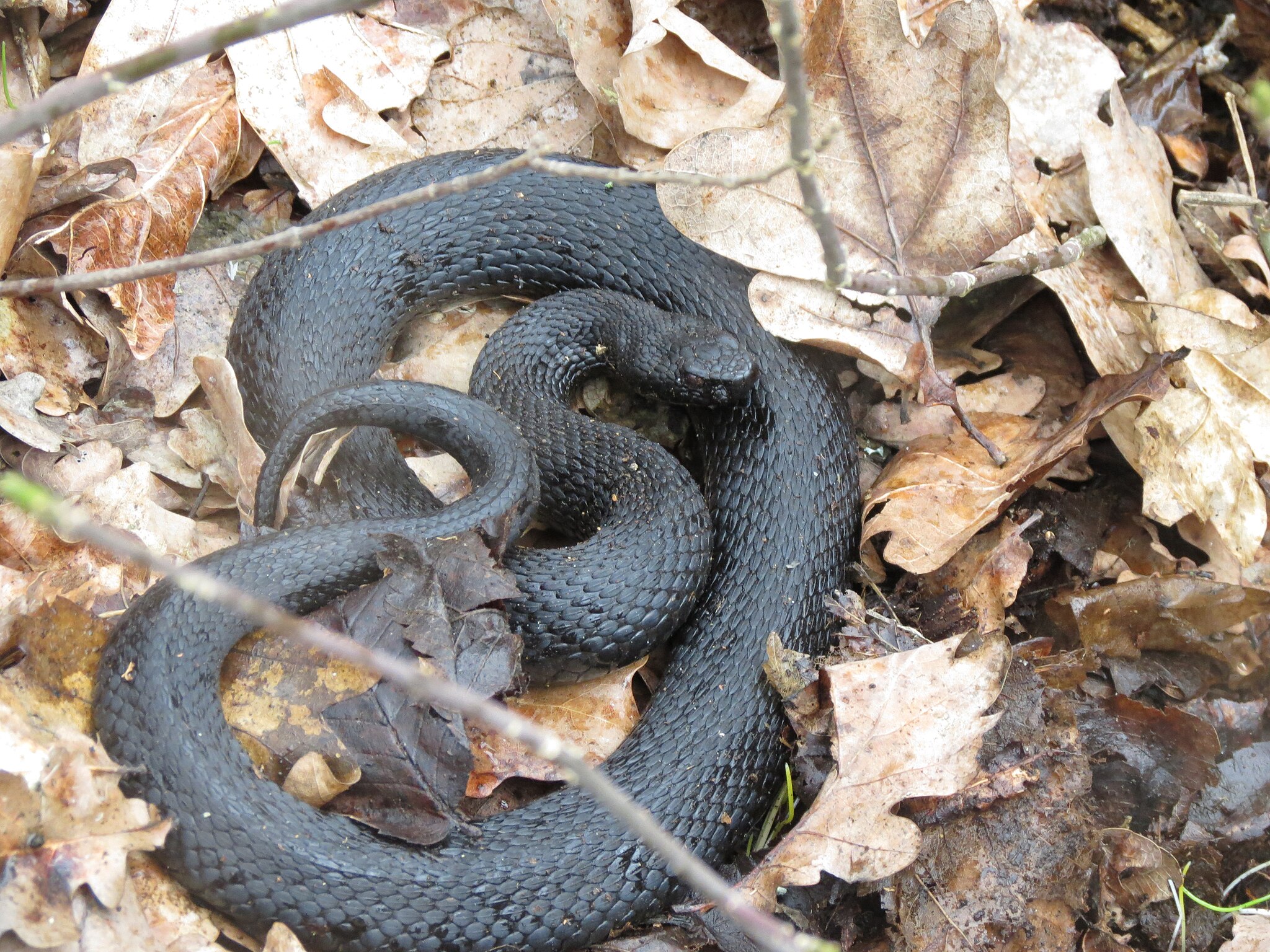 Гадюка обыкновенная